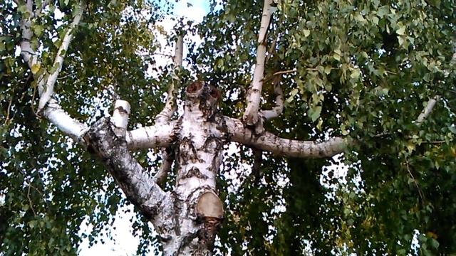 Береза напоминает Инопланетянина. смотреть онлайн