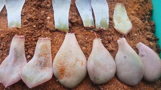 || SUCCULENT LEAF PROPAGATION SO FAR ||