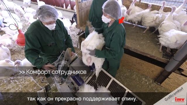 Cтанок для осеменения индеек IMV Gallicomfort смотреть онлайн