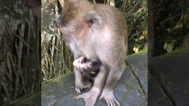 Обезьяны в Тайланде Monkey смотреть онлайн