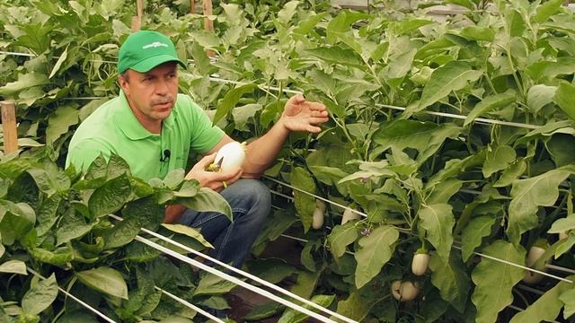 Белоснежка смотреть онлайн