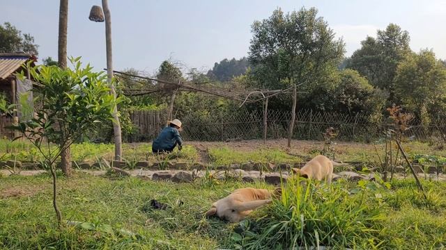Planting Lemongrass, Sowing New Vegetable Seeds, Noodle Bowl With Vegetables, Son Thon