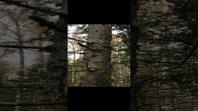 Вы видали как плачет пихта? Have you seen a fir tree crying? смотреть онлайн