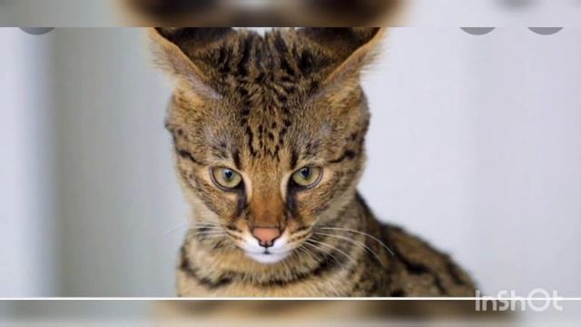 GATO SERVAL! GUIA DE RAÇA SOBRE O SAVANNAH смотреть онлайн