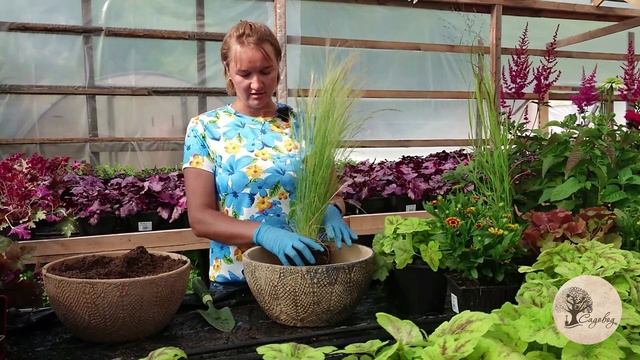 Контейнерное Озеленение | Посадка Композиции в Вазон | Идея от Садовод 54 смотреть онлайн