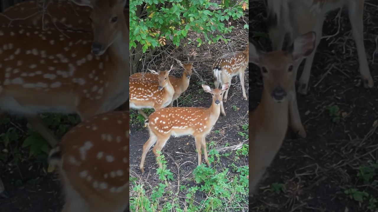 Оленята Алтайских лесов: красота и дикая природа ⛰️ #Россия #Алтай #маралы смотреть онлайн