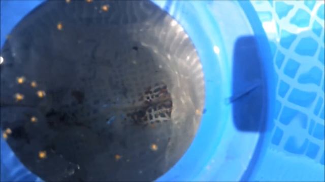 How to fix the Intex skimmer "Deluxe" problems (part 1/2) Swimming pool quick tips смотреть онлайн