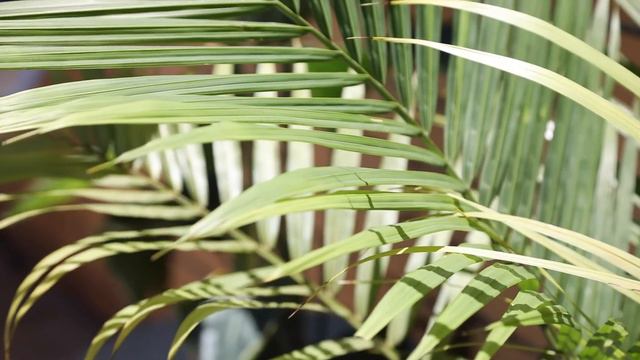 Rene Veno Fashion Illustration for Live Events смотреть онлайн