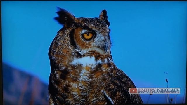 ANDROID TV BOX - DOLAMEE D5 : Приставка для ТВ - ПОЛНЫЙ ОБЗОР смотреть онлайн