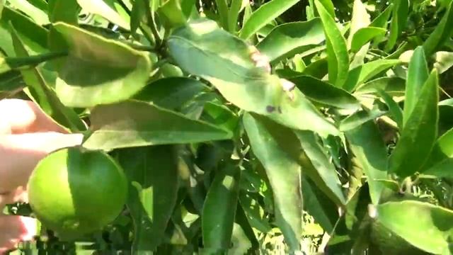 Zena resort hotel 5*. Вся правда о Zena resort hotel 5*. смотреть онлайн