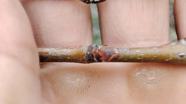 Как отличать почки груши? смотреть онлайн