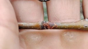 Как отличать почки груши?