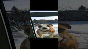 Тайфи и любопытство