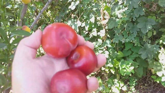 Нектакотум