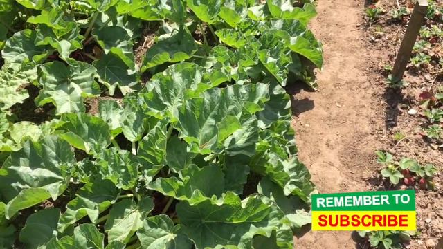 Veg Garden/Allotment Tour May 2022 - Hints & Tips For Sowing, Planting Out And Growing #77