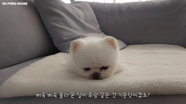 피곤한 개가 행복한 개다[루퐁이 일상 V-LOG]