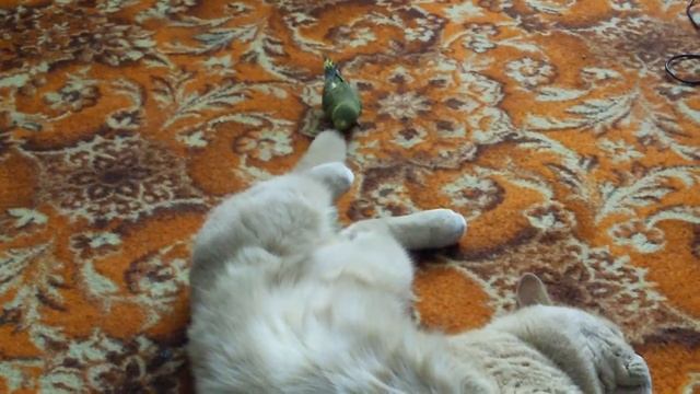 Зарядка для хвоста смотреть онлайн