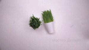 трава для кошки как быстро вырастить без земли. how to quickly grow grass for a cat without land.