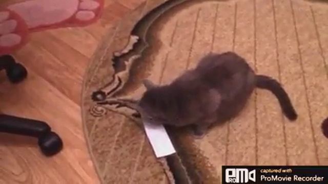 Все кошки любят скотч🙂