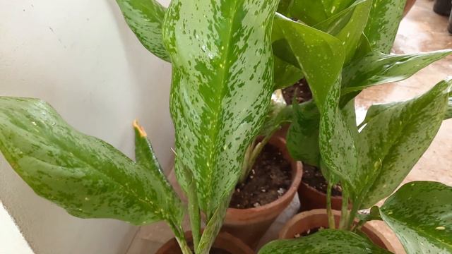 Plants for Sale | Aglaonema Silver Frost | Indoor Plants #gardening #karachi #pakistan смотреть онлайн
