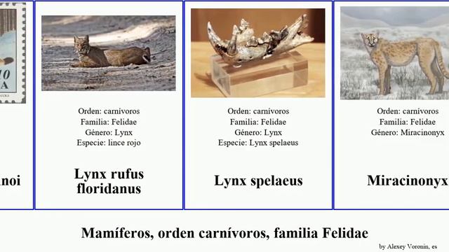 Mamíferos, orden carnívoros, familia Felidae panthera pardus tigre del felis león silvestris leo смотреть онлайн