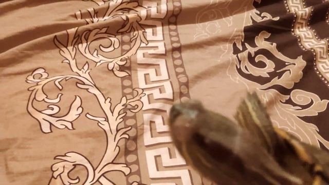 Лечение глаз у краснухой черепахи смотреть онлайн
