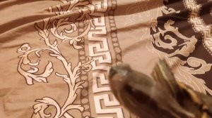 Лечение глаз у краснухой черепахи