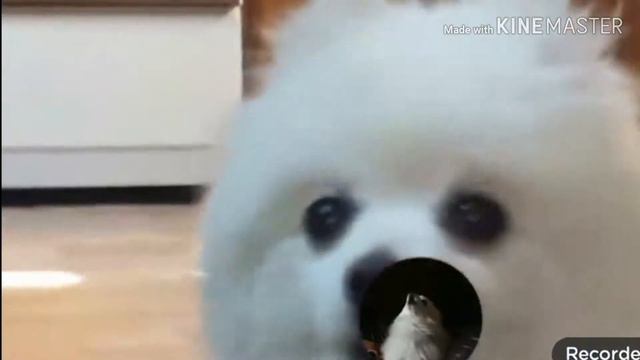 Пёс поёт музыку из brawl stars смотреть онлайн