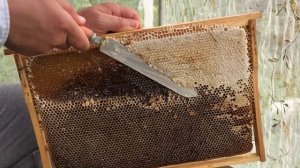 РАПСОВЫЙ МЕД И ЦЕНЫ НА НЕГО