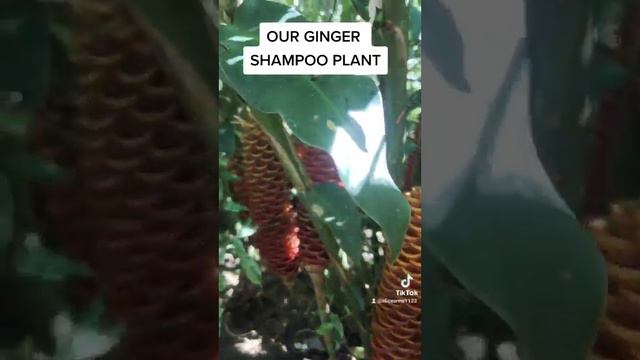 Ginger Shampoo Plant |Sharizz TV| смотреть онлайн