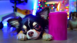 Питомцы одни дома: кто нас пугал ночью? 😳🐾