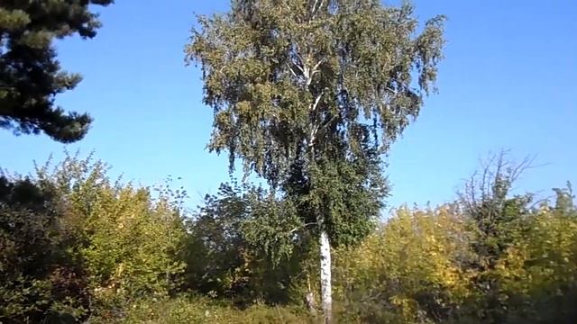 Сосна и берёза в рощице летом 2021 года смотреть онлайн