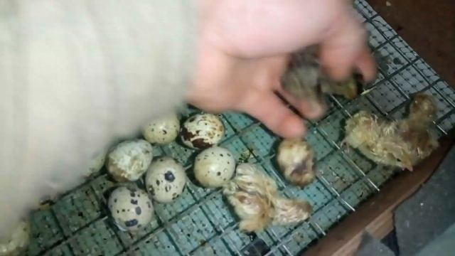 Перепела инкубация и вывод яйца/продолжение и завершение вывода перепелиных яиц