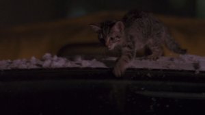 Юрий Истомин (группа Колыма) - Котенок Артемка