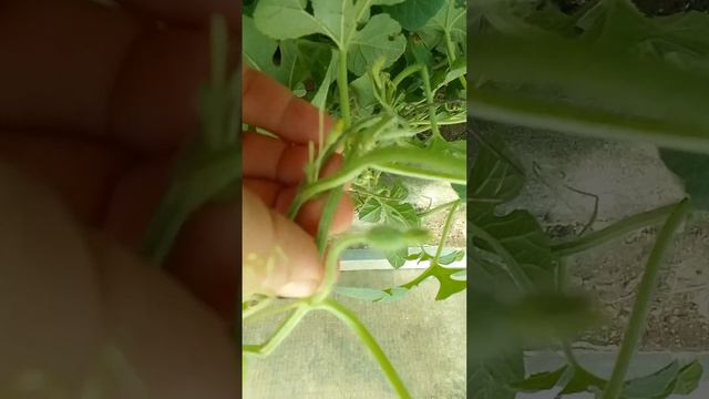 Ангурия сирийская. Антильский огурец. смотреть онлайн