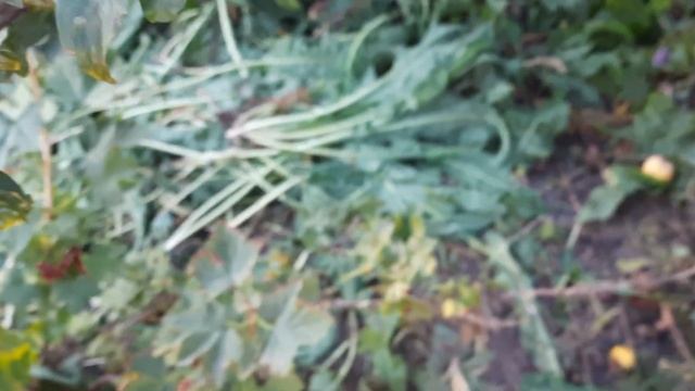 ТоЧе Сан слива яка не залишить вас в спокої ч.1 смотреть онлайн