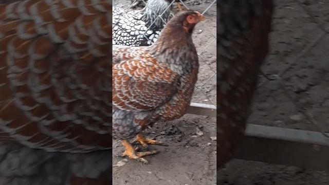 Виандот золотой голубо окаймленный смотреть онлайн