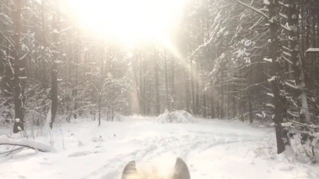 Зимний лес. Прогулка на лошади