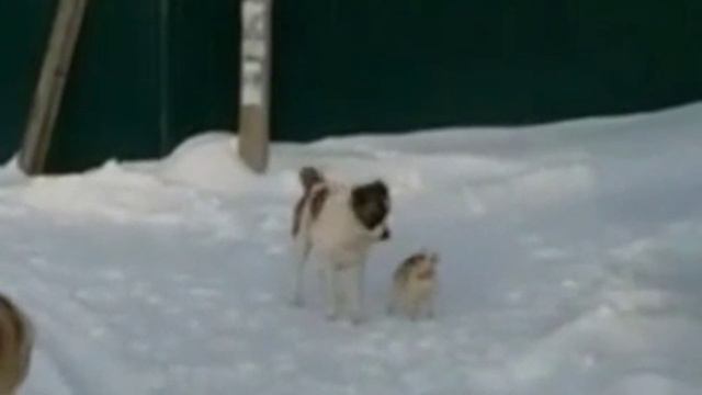 Алабаи и Моська смотреть онлайн
