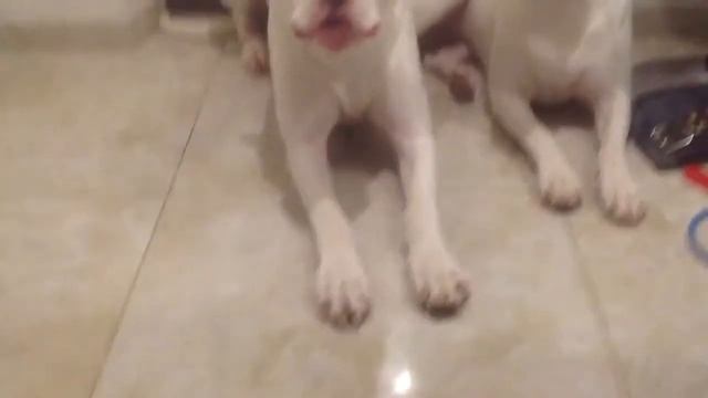 Guilty dogs ))) Провинившиеся собаки )) Dogo argentino смотреть онлайн
