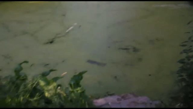 Поймал в раколовку водяную крысу - ондатру. Зарыбление пруда мальком карася, плотвы, леща и окуня. смотреть онлайн