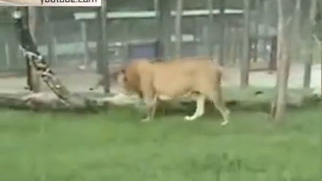 Бразильский лев стал звездой Интернета смотреть онлайн