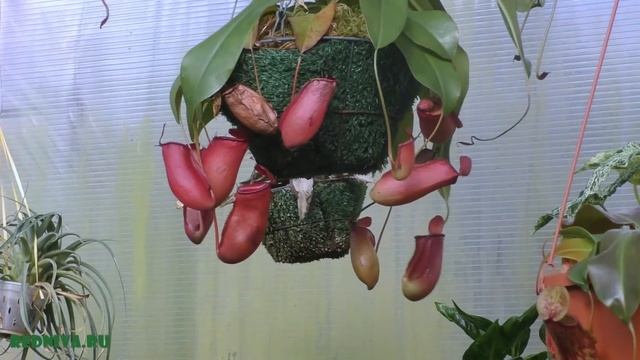 Непентес (Nepenthes) — род хищных растений.