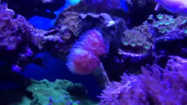 Aquarium 30x18x20 New Arrange смотреть онлайн