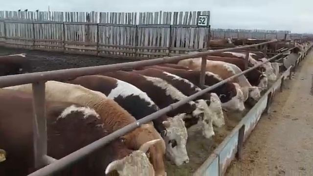 Как откормить быков. Продажа КРС, бяки, бык, коровы, телки, телята из РФ. смотреть онлайн