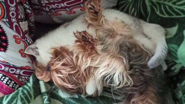 Кошка с собакой -- дружба на век смотреть онлайн