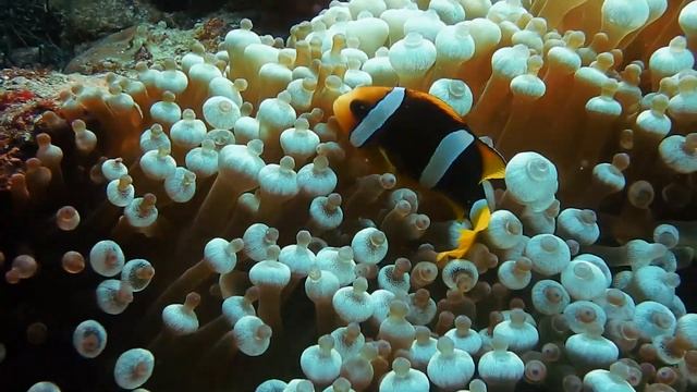 Relaxing Meditation Music With Sea Life | Deep Sleep Or Focusing On The Ocean Floor
