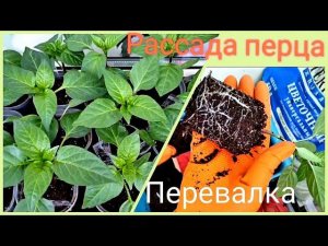 Рассада перца будет сильной  Перевалка Какой грунт выбираю  для роста до высадки