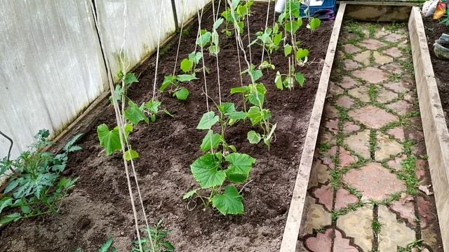 Дача/Фитофтора уже пришла/ медный купорос/хом/.Готовим пиццу... смотреть онлайн