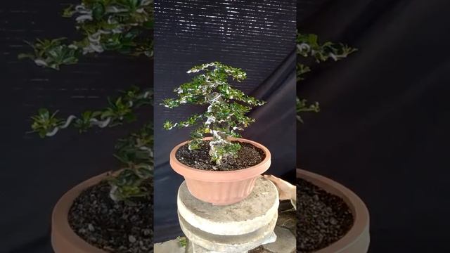 Bonsai Carmona Microphyla S.99.904 смотреть онлайн